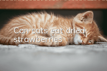 Can cats eat dried strawberries?