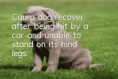 Can a dog recover after being hit by a car and unable to stand on its hind legs?