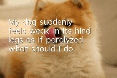 My dog suddenly feels weak in its hind legs, as if paralyzed, what should I do?