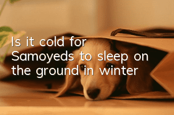 Is it cold for Samoyeds to sleep on the ground in winter?