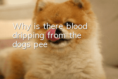 Why is there blood dripping from the dog's pee?