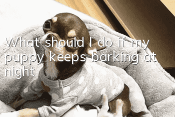 What should I do if my puppy keeps barking at night?