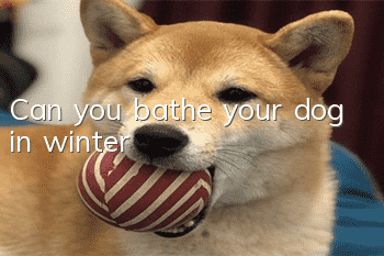 Can you bathe your dog in winter?