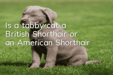Is a tabby cat a British Shorthair or an American Shorthair?