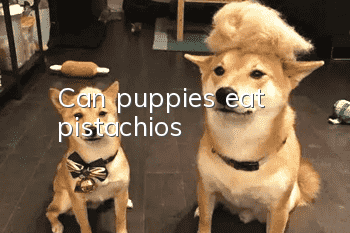 Can puppies eat pistachios?