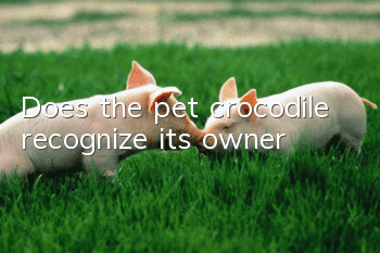 Does the pet crocodile recognize its owner?