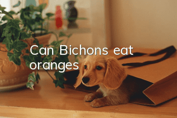 Can Bichons eat oranges?