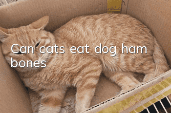 Can cats eat dog ham bones?