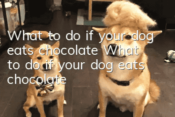 What to do if your dog eats chocolate? What to do if your dog eats chocolate?