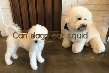 Can dogs eat squid?