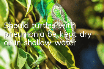 Should turtles with pneumonia be kept dry or in shallow water?