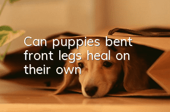 Can puppies’ bent front legs heal on their own?