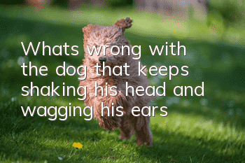 What's wrong with the dog that keeps shaking his head and wagging his ears?