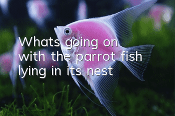 What's going on with the parrot fish lying in its nest?