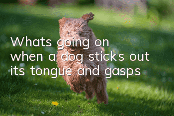 What's going on when a dog sticks out its tongue and gasps?