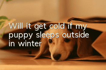 Will it get cold if my puppy sleeps outside in winter?