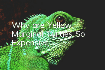 Why are Yellow Marginal Turtles So Expensive?