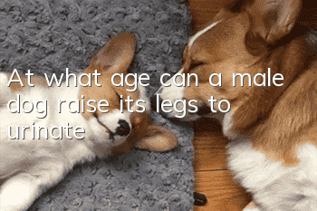 At what age can a male dog raise its legs to urinate?