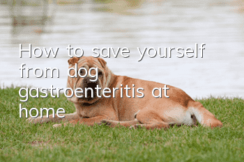 How to save yourself from dog gastroenteritis at home