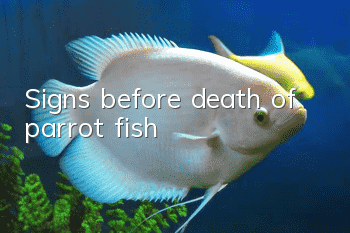 Signs before death of parrot fish