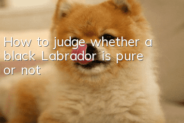 How to judge whether a black Labrador is pure or not