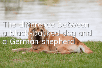 The difference between a black-backed dog and a German shepherd