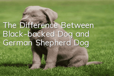The Difference Between Black-backed Dog and German Shepherd Dog