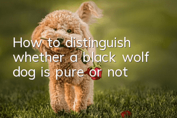 How to distinguish whether a black wolf dog is pure or not