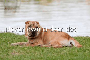 Never own a deer dog