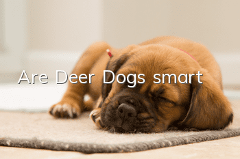 Are Deer Dogs smart?