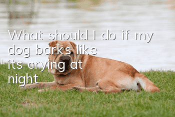 What should I do if my dog barks like it's crying at night?
