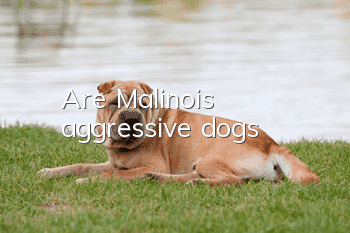 Are Malinois aggressive dogs?