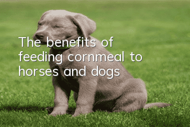 The benefits of feeding cornmeal to horses and dogs