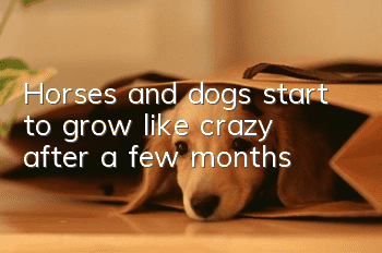 Horses and dogs start to grow like crazy after a few months