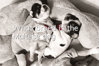 What breed is the Maltese dog?