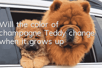 Will the color of champagne Teddy change when it grows up?