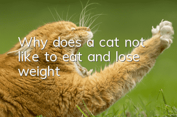 Why does a cat not like to eat and lose weight?