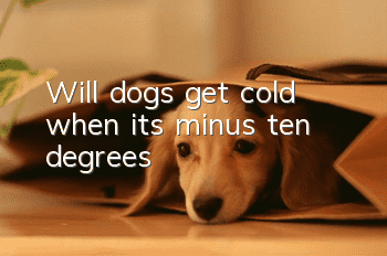 Will dogs get cold when it’s minus ten degrees?