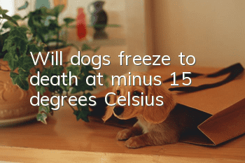 Will dogs freeze to death at minus 15 degrees Celsius?