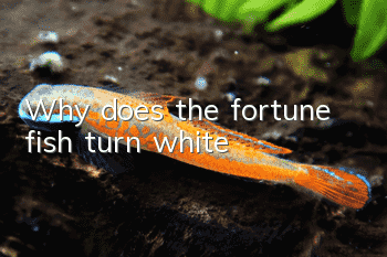 Why does the fortune fish turn white?