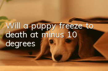 Will a puppy freeze to death at minus 10 degrees?