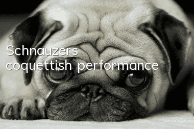 Schnauzer's coquettish performance