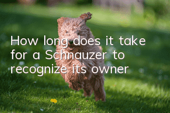 How long does it take for a Schnauzer to recognize its owner?