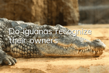 Do iguanas recognize their owners?