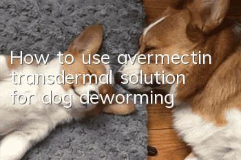 How to use avermectin transdermal solution for dog deworming