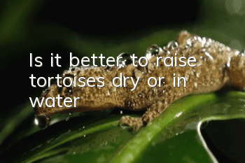 Is it better to raise tortoises dry or in water?