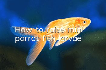 How to raise mini parrot fish larvae