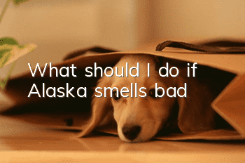 What should I do if Alaska smells bad?