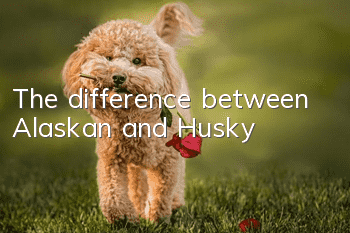 The difference between Alaskan and Husky
