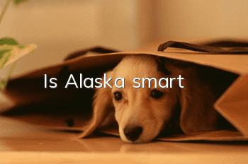 Is Alaska smart?